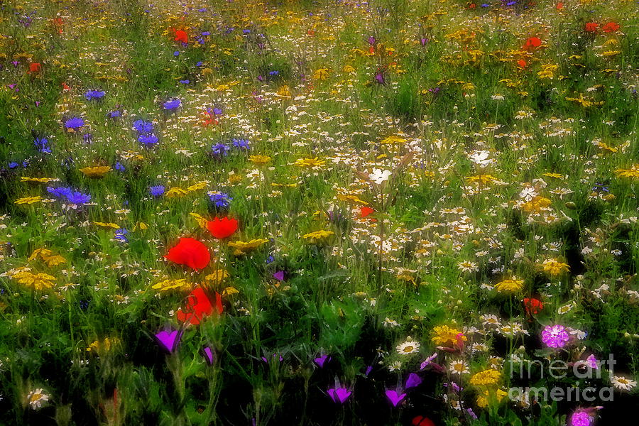 Wildflower Art Photograph by Martyn Arnold