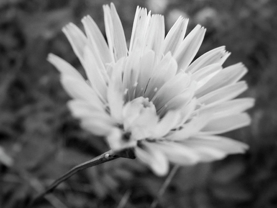 Flower Groove Photograph
