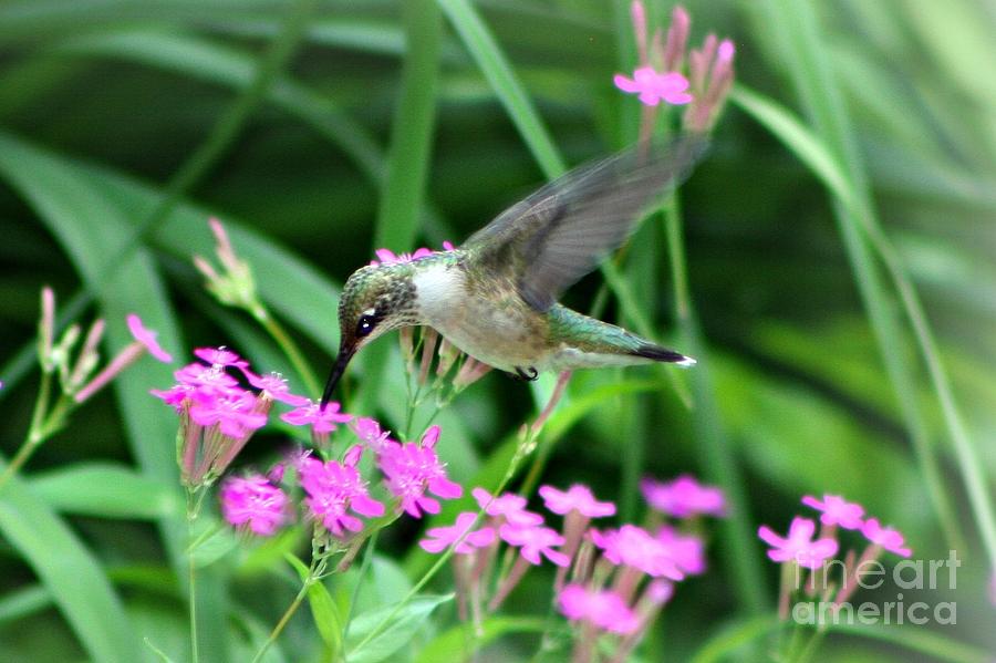 Hummingbird Photograph - Wildflower Attraction In NE by Barbara S Nickerson