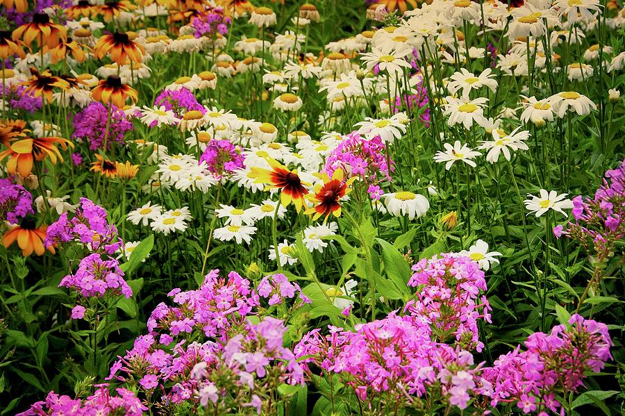 Wildflower Blend Photograph by Zayne Diamond Fine Art America