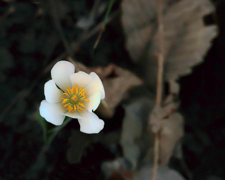 Wildflower - Bloodroot - 2 Photograph by Nikolyn McDonald
