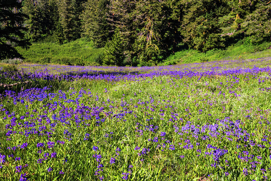 Wildflower bloom in Boise hills Photograph by Vishwanath Bhat