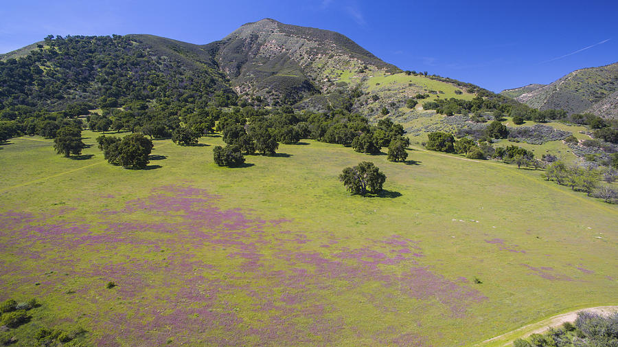 Wildflower Bloom in Carmel Valley Photograph by David Levy