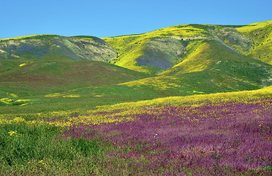 Wildflower Bloom on Carrizo Plain Photograph by Kathy Yates