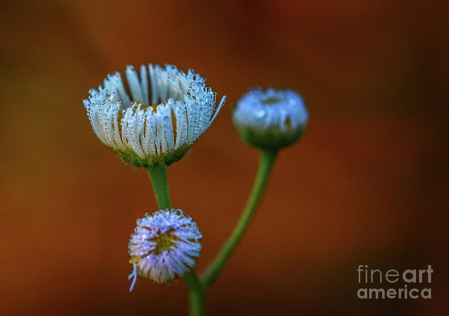 Nature Photograph - Wildflower Blossom Trio by Tom Claud