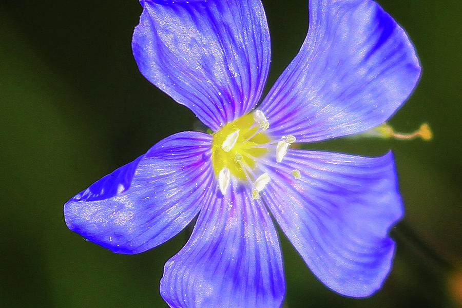 Wildflower Blu Photograph by Juli Ellen