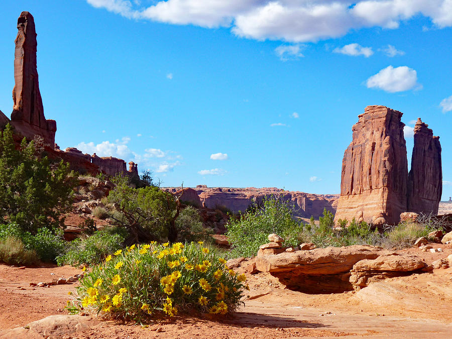 Wildflower Bouquet Arches National Park Photograph by Lawrence S Richardson Jr