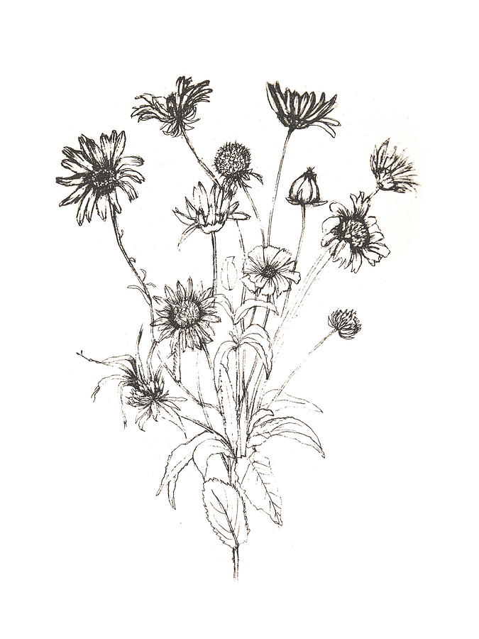 Wildflower Bouquet I Drawing by Ann Rosenthal | Fine Art America