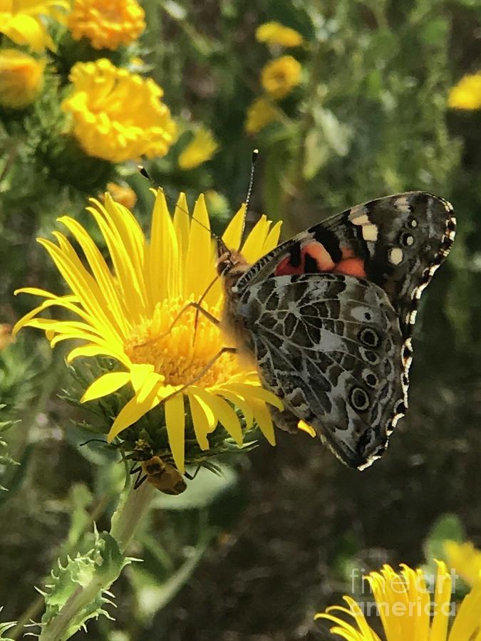Wildflower Butterfly Photograph by Anita Streich