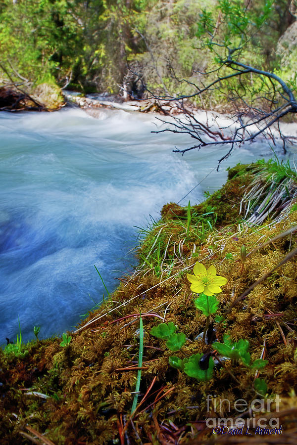 Wildflower by Mountain Stream Photograph by David Arment