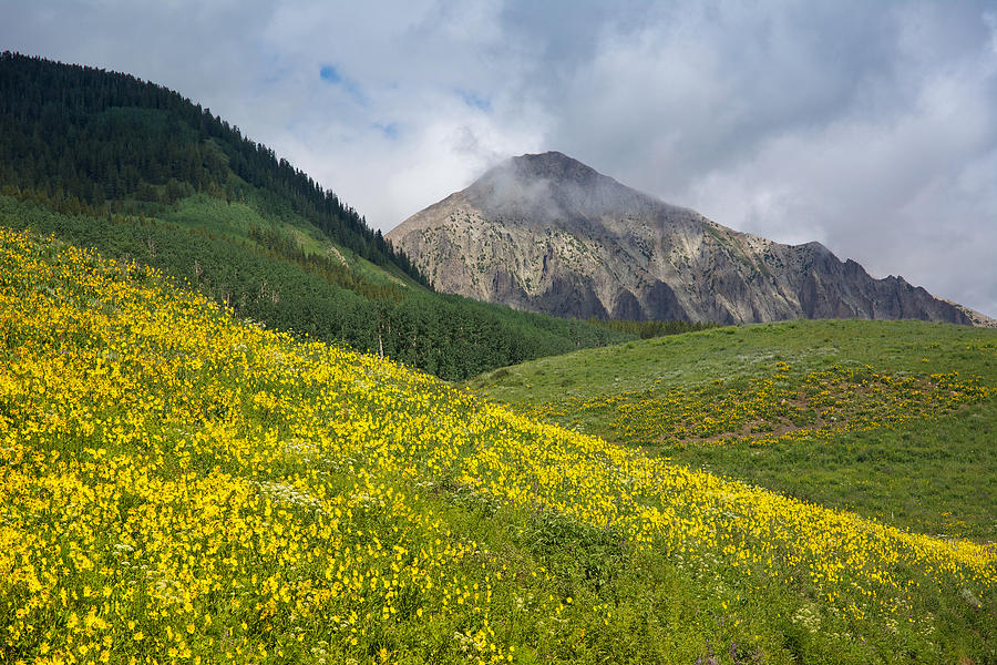 Wildflower Capital of Colorado Photograph by Aaron Spong