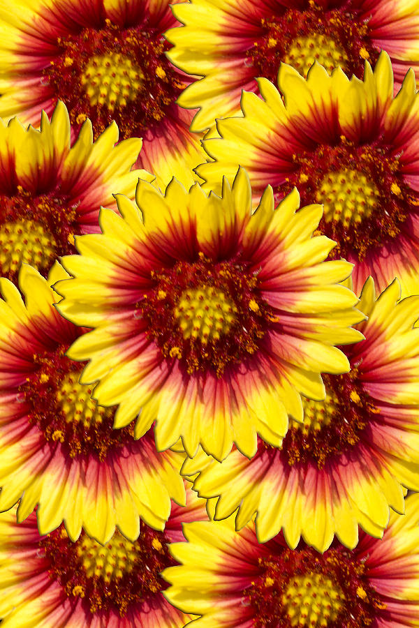 Wildflower Collage  Photograph by Bob Slitzan