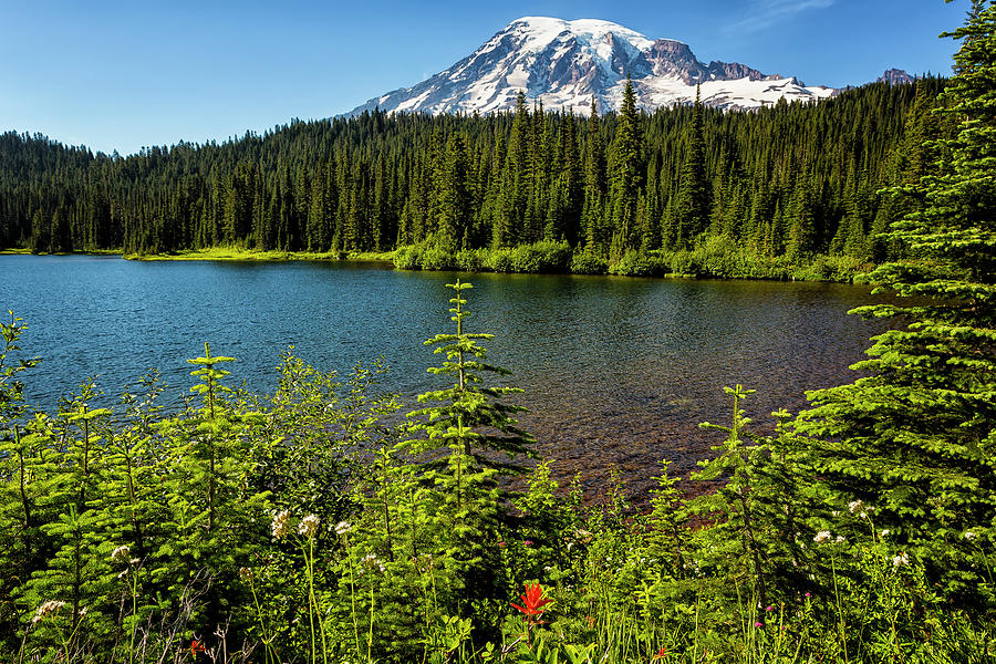 Wildflower Color by Reflection Lake and Mt Rainier, No. 2 Photograph by Belinda Greb