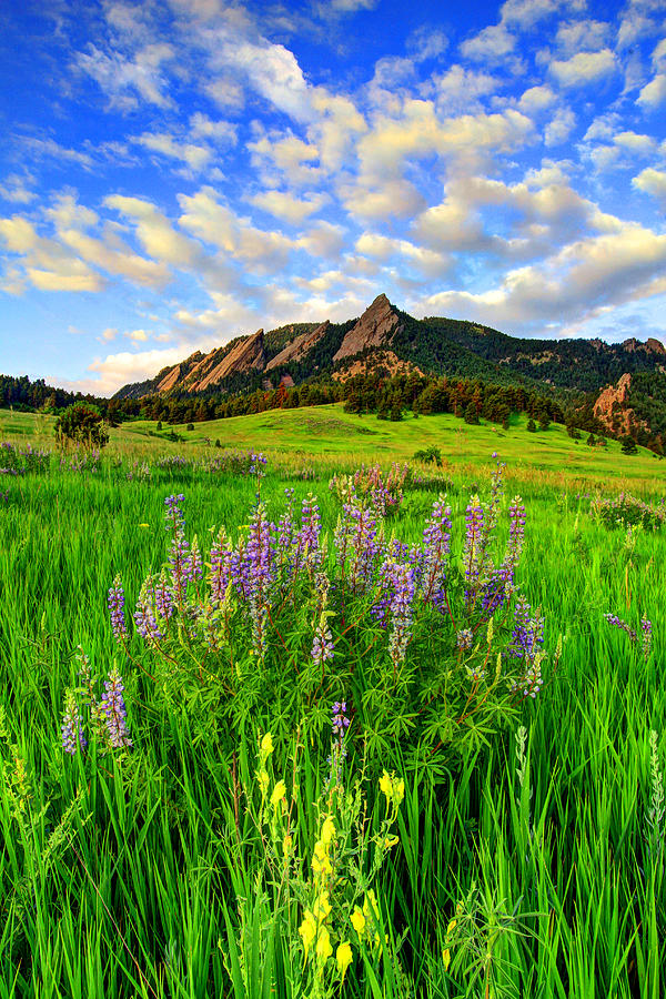 Wildflower Colors Photograph by Scott Mahon