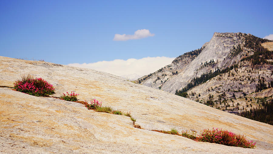 Wildflower Crack Olmsted Point Yosemite Photograph by Lawrence S Richardson Jr
