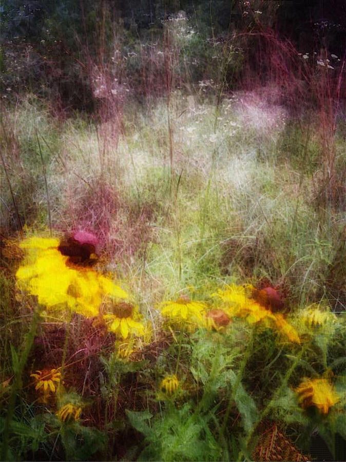 Wildflower Daisies Photograph by Doris Aguirre
