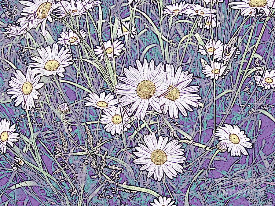 Wildflower Daisies in Field of Purple and Teal Photograph by Conni Schaftenaar