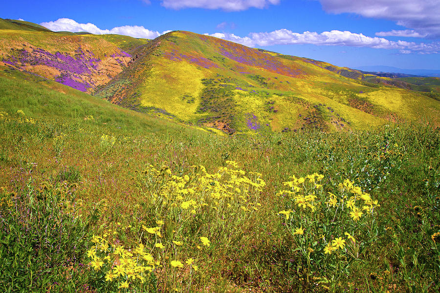 Wildflower Days of the Superbloom Photograph by Lynn Bauer