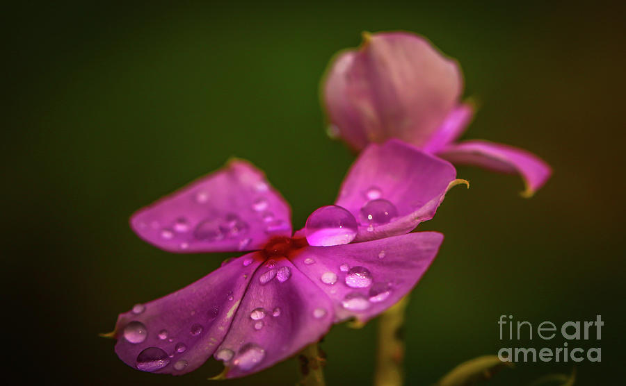 Wildflower Dew Drops Photograph by Tom Claud