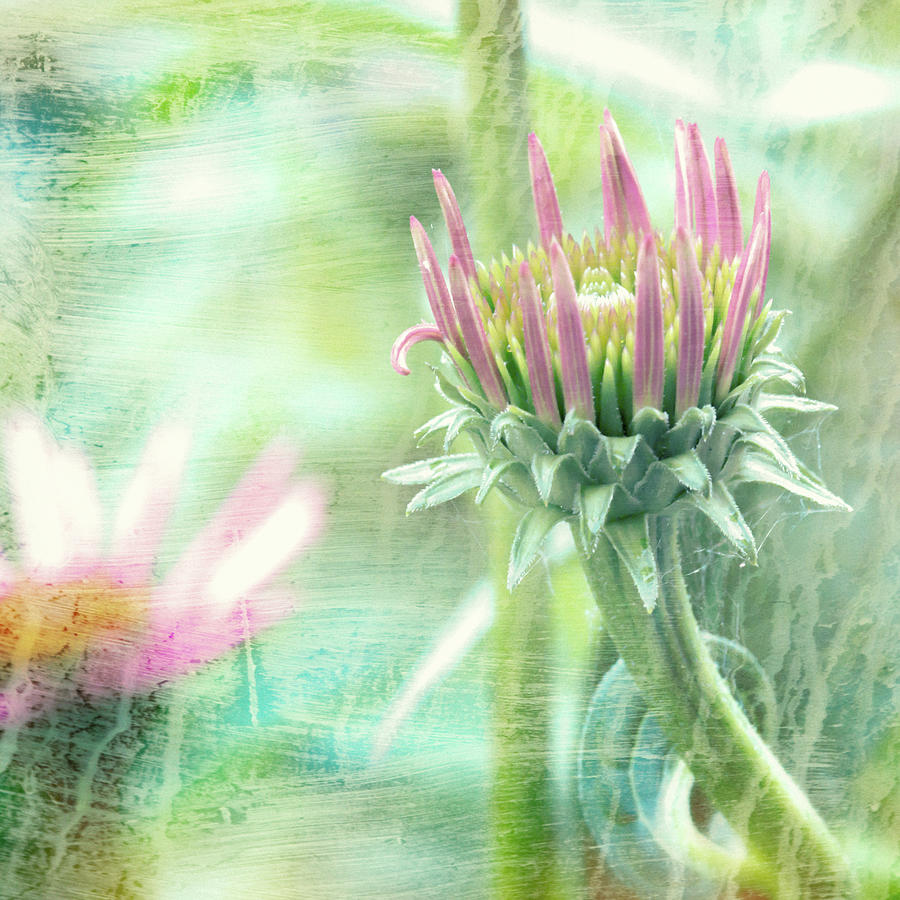 Wildflower Dreamscape Photograph by Bob Orsillo