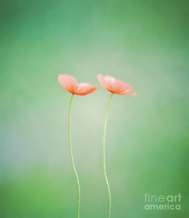 Wildflower Duet Photograph by Kerri Farley