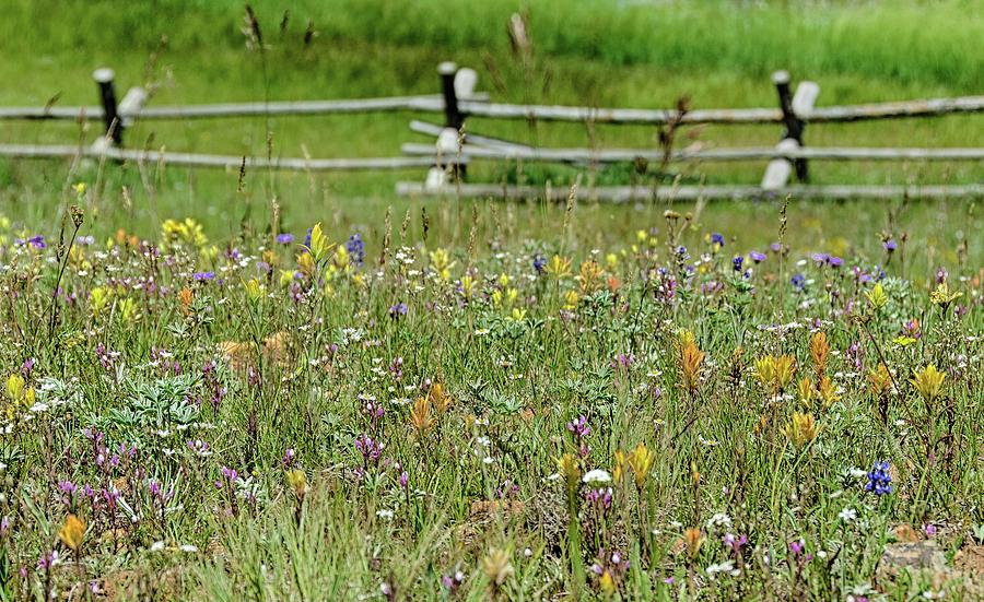 Wildflower fence Photograph by Gaelyn Olmsted