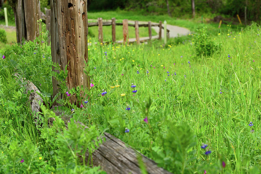 Wildflower Fence Photograph by Kathy Yates