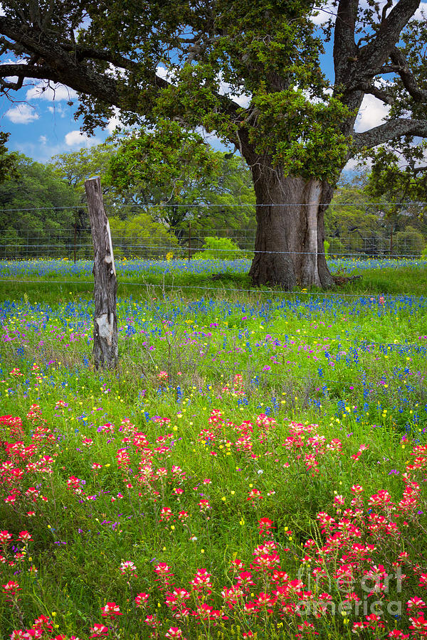 Architecture Photograph - Texas Pastoral Landscape by Inge Johnsson