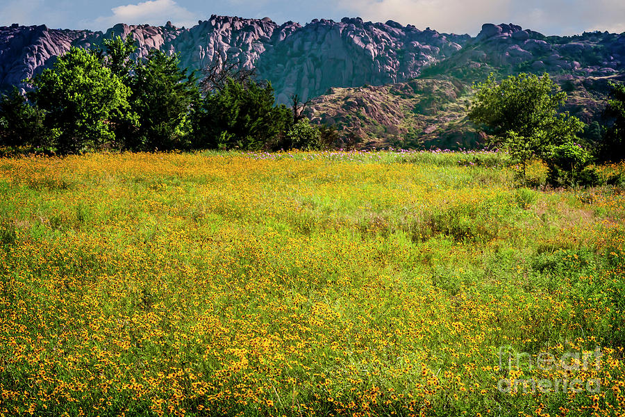 Wildflower Field in the Wichita Mountains Photograph by Tamyra Ayles