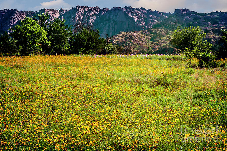 Wildflower Field in the Wichita Mountains Photograph by Tamyra Ayles Wildflower Field in the Wichita Mountains Photograph by Tamyra Ayles