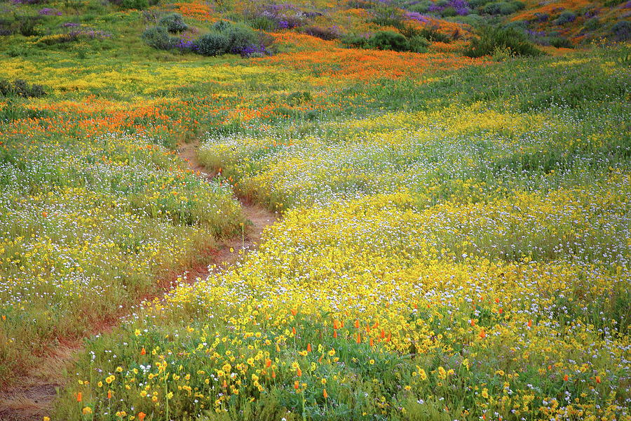 Wildflower field near Diamond Lake in California Photograph by Jetson Nguyen