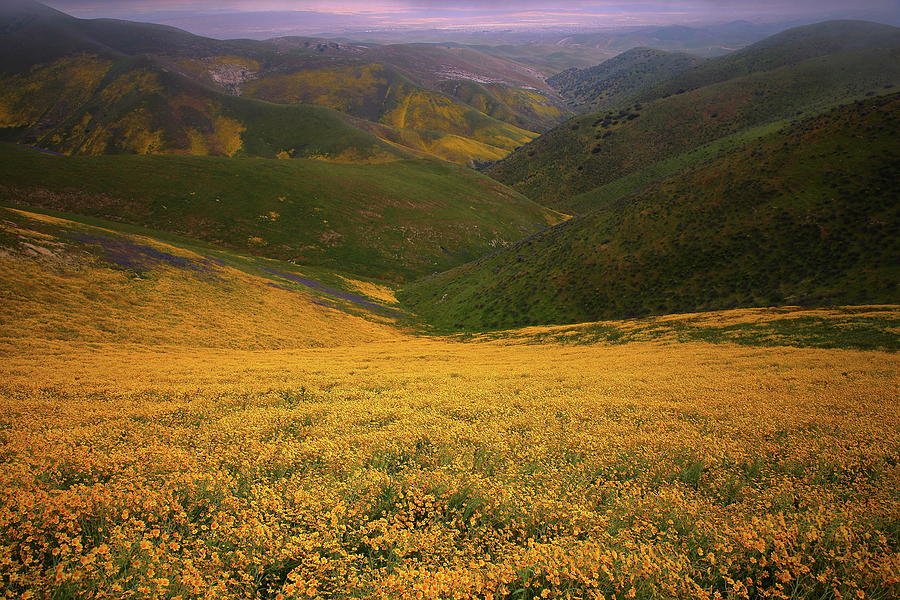 Wildflower field up in the Temblor Range at Carrizo Plain National Monument Photograph by Jetson Nguyen