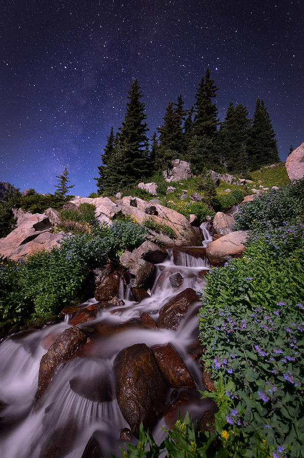 Wildflower Finale In The Indian Peaks Photograph
