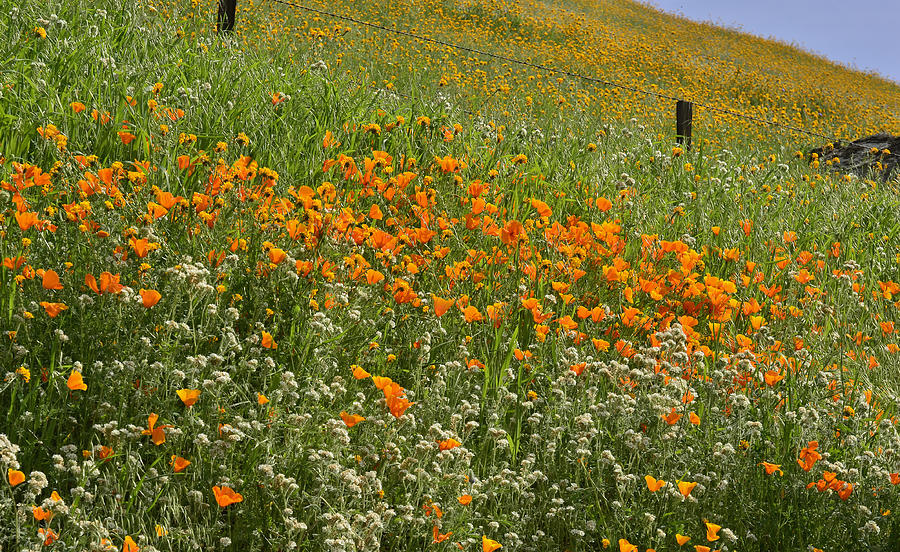Wildflower Foothill Photograph by Debby Pueschel
