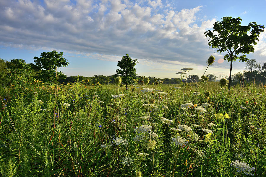 Wildflower Garden in Lakewood Forest Preserve Photograph by Ray Mathis