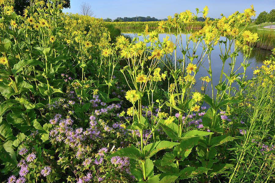 Wildflower Garden on the Lakeshore Photograph by Ray Mathis