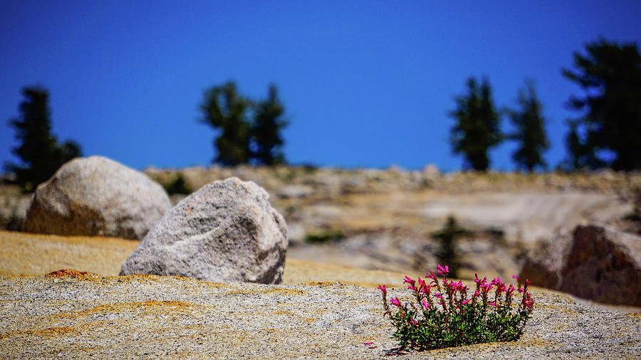 Wildflower Granite Olmsted Point Yosemite Photograph by Lawrence S Richardson Jr