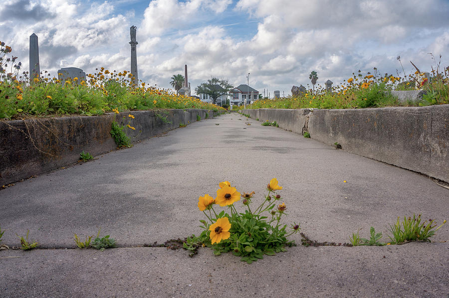 Wildflower Growing In Sidewalk Of Cemetery Photograph