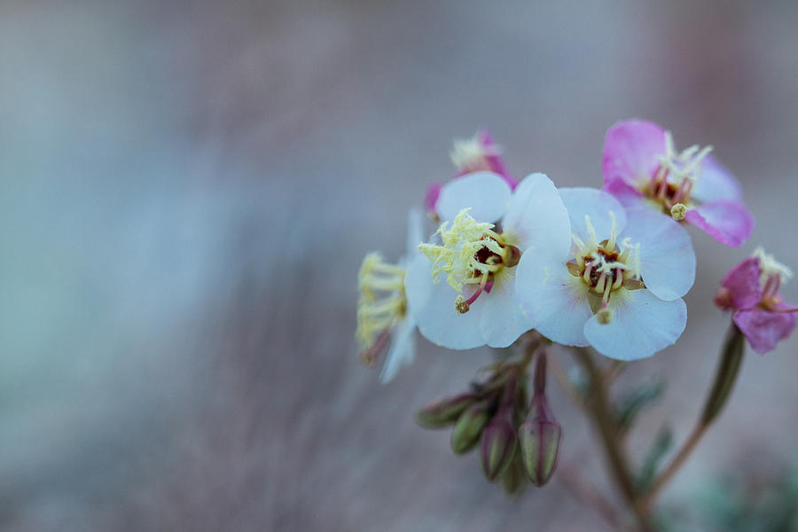 Wildflower Photograph by Hyuntae Kim