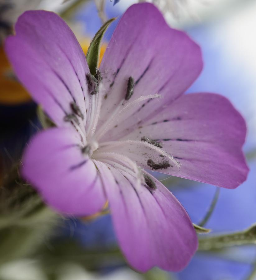 Wildflower Photograph by Ian Sanders