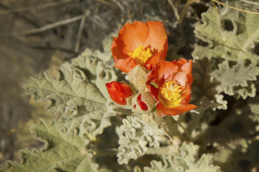 Wildflower in Death Valley by Jean Noren Photograph by Jean Noren