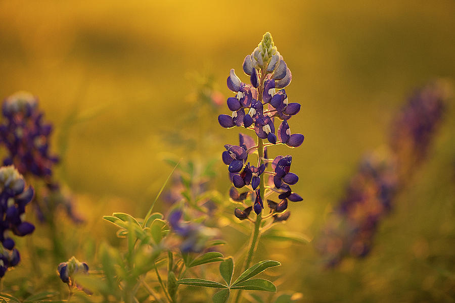 Wildflower in Golden Hour Photograph by Deon Grandon