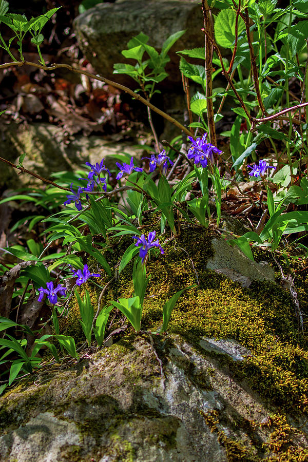 Wildflower Iris Photograph by John Haldane