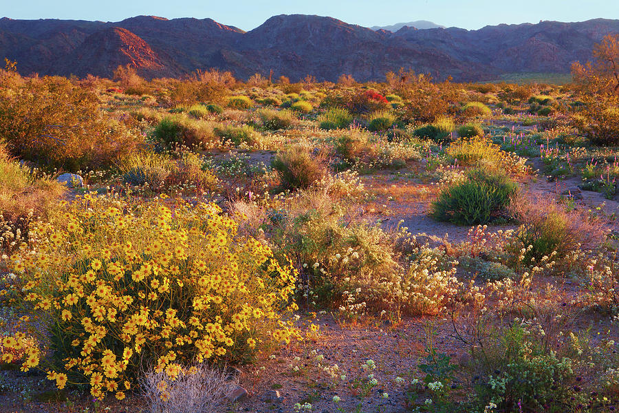 Wildflower Meadow At Joshua Tree National Park Photograph