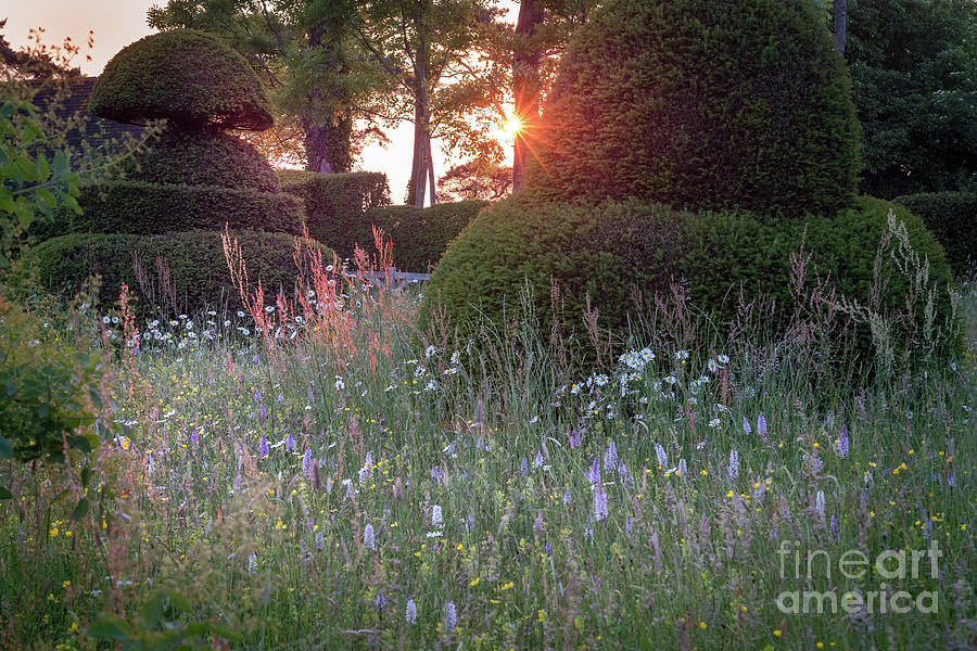 Wildflower Meadow at Sunset, Great Dixter Photograph by Perry Rodriguez