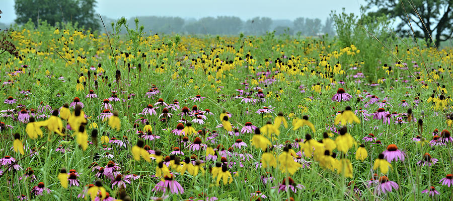 Wildflower Meadow Photograph by Bonfire Photography - Fine Art America