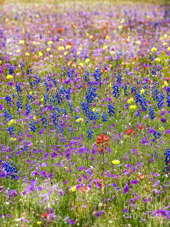 Wildflower Meadow Photograph by Ella Kaye Dickey