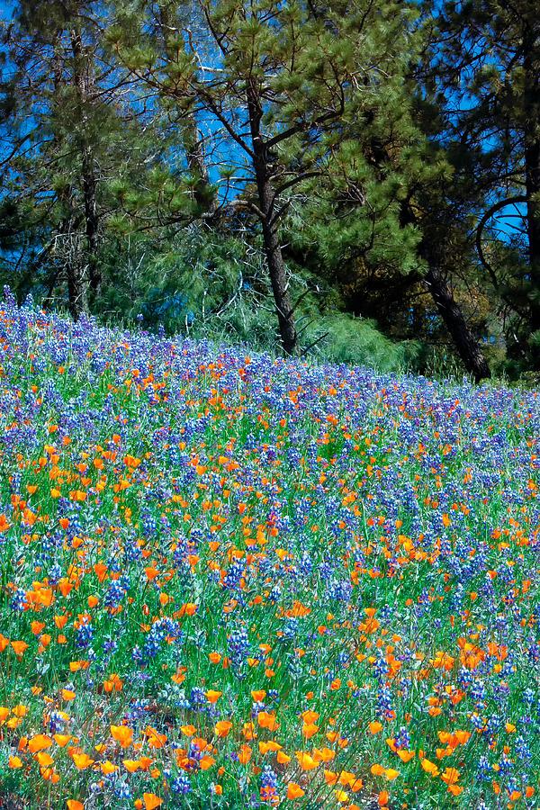 Wildflower Meadow - Figueroa Mountains California Photograph