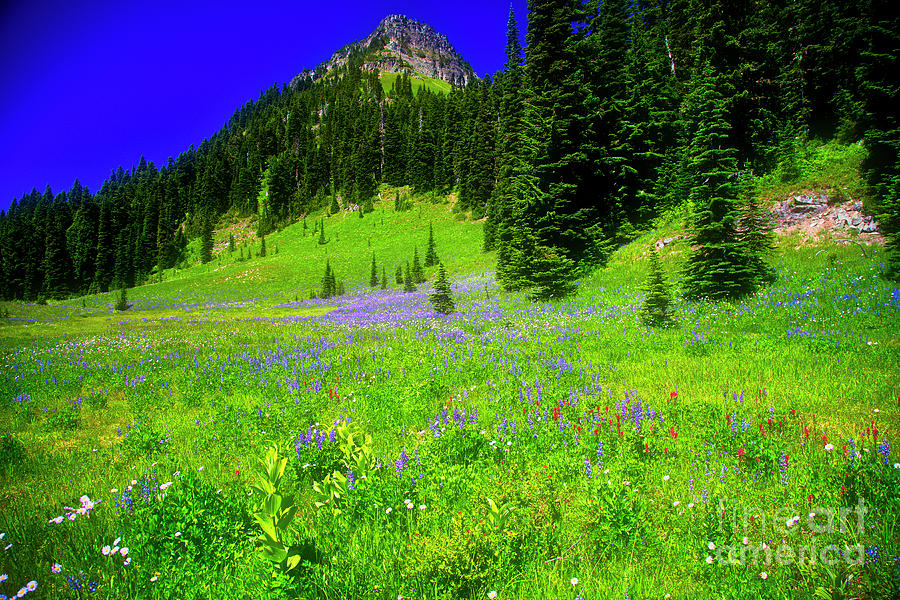  Wildflower Meadow in Mt. Rainier national Park Photograph by Bruce Block
