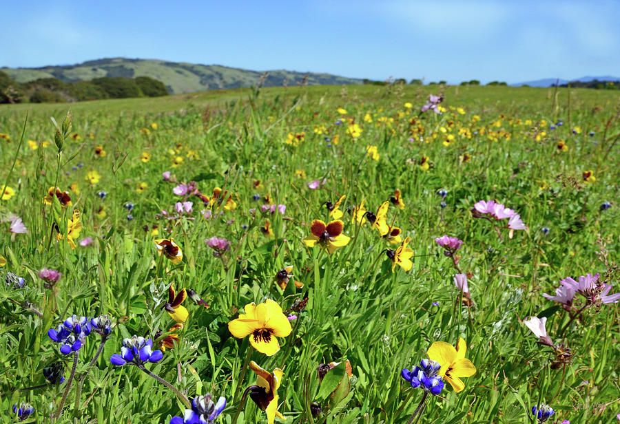 Wildflower Meadow Photograph by Kathy Yates